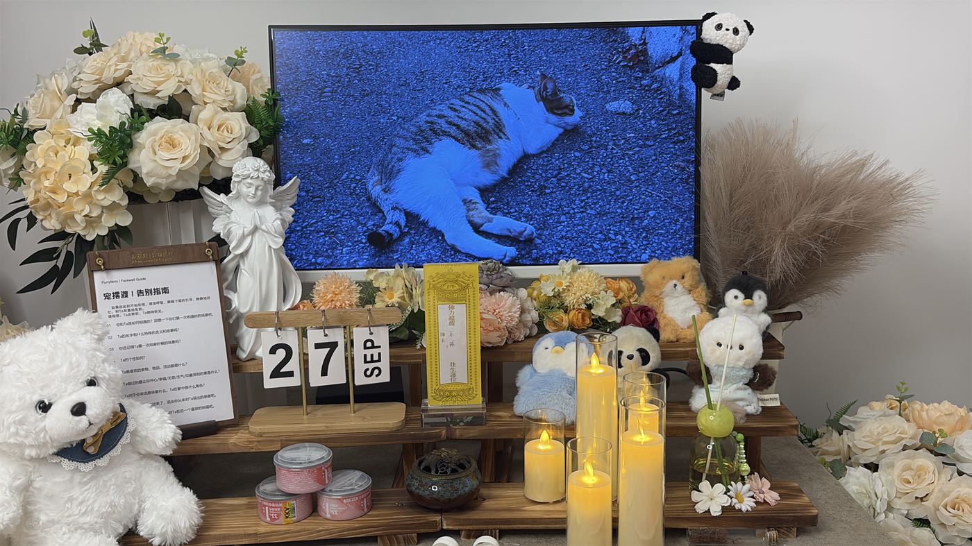 昆明宠物上门接回服务：24小时响应流程说明